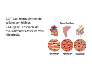 Cellules Rameuses Introduction au cours d’Anatomie 2024.pptx