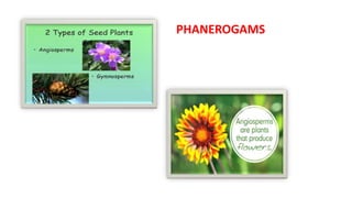 PHANEROGAMS
 