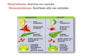 Dicotyledonous- Seed bears two cotyledon.
Monocotyledonous- Seed bears only one cotyledon
 