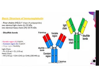 JensMartensson
Basic Structure of Immunoglobulin
- Four chains (H2L2):Y shape (4 polypeptides)
two identical light chains (L): 23 kDa
two identical heavy chains (H): 53-75 kDa
- Disulfide bonds
-Variable region (V):VL&VH
- Constant region (C): CL&CH
- Hinge region: flexibility
Light Chain:
–VL (110 aa) + CL (110 aa)
Heavy Chain:
–VH (110 aa) + CH1-CH3 (or CH4) (330-440 aa)
pazirehmaryam@gmail.com
 