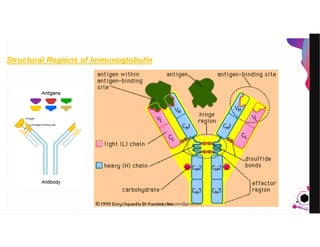 JensMartensson
Structural Regions of Immunoglobulin
pazirehmaryam@gmail.com
 