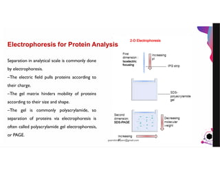 JensMartensson
Electrophoresis for Protein Analysis
Separation in analytical scale is commonly done
by electrophoresis.
–The electric field pulls proteins according to
their charge.
–The gel matrix hinders mobility of proteins
according to their size and shape.
–The gel is commonly polyacrylamide, so
separation of proteins via electrophoresis is
often called polyacrylamide gel electrophoresis,
or PAGE.
pazirehmaryam@gmail.com
 