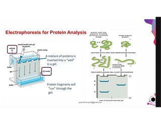 JensMartensson
Electrophoresis for Protein Analysis
pazirehmaryam@gmail.com
 