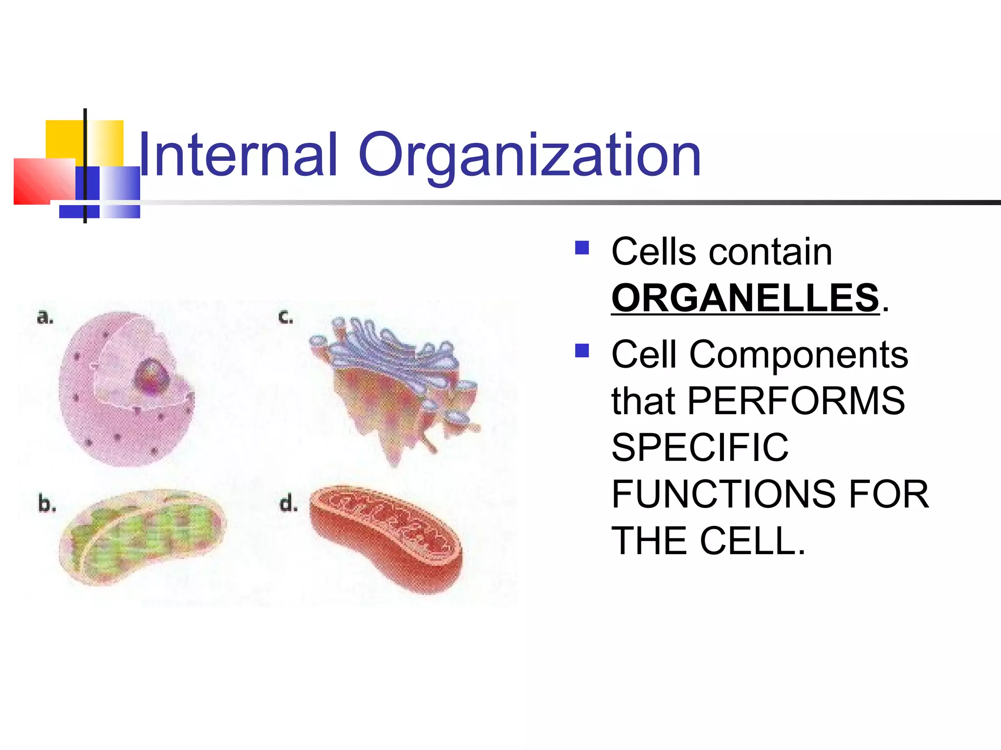 Internal Organization
 Cells contain
ORGANELLES.
 Cell Components
that PERFORMS
SPECIFIC
FUNCTIONS FOR
THE CELL.
 