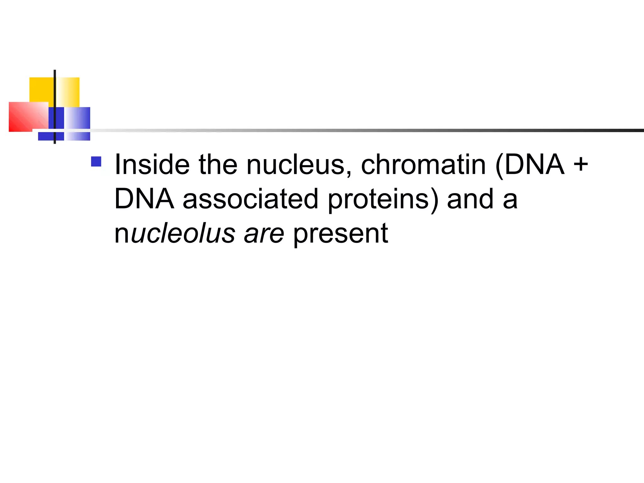  Inside the nucleus, chromatin (DNA +
DNA associated proteins) and a
nucleolus are present
 
