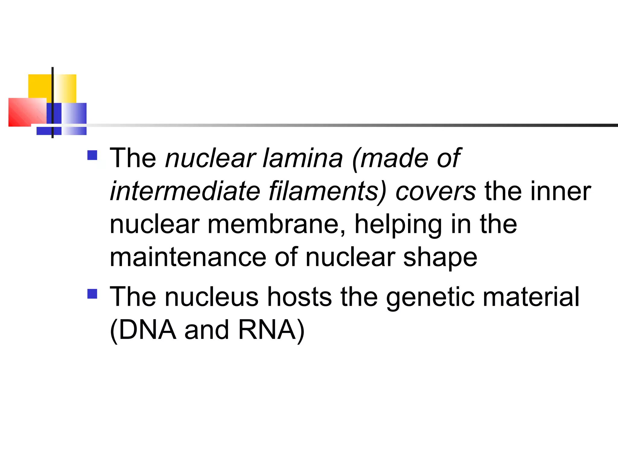  The nuclear lamina (made of
intermediate filaments) covers the inner
nuclear membrane, helping in the
maintenance of nuclear shape
 The nucleus hosts the genetic material
(DNA and RNA)
 