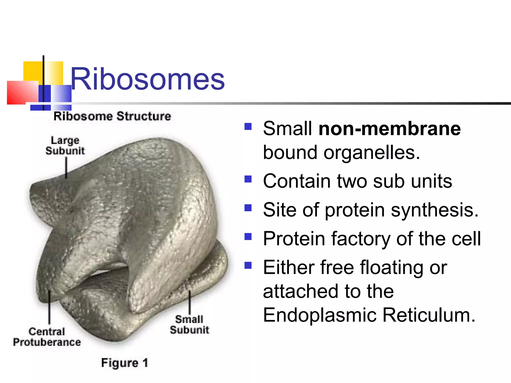 Ribosomes
 Small non-membrane
bound organelles.
 Contain two sub units
 Site of protein synthesis.
 Protein factory of the cell
 Either free floating or
attached to the
Endoplasmic Reticulum.
 
