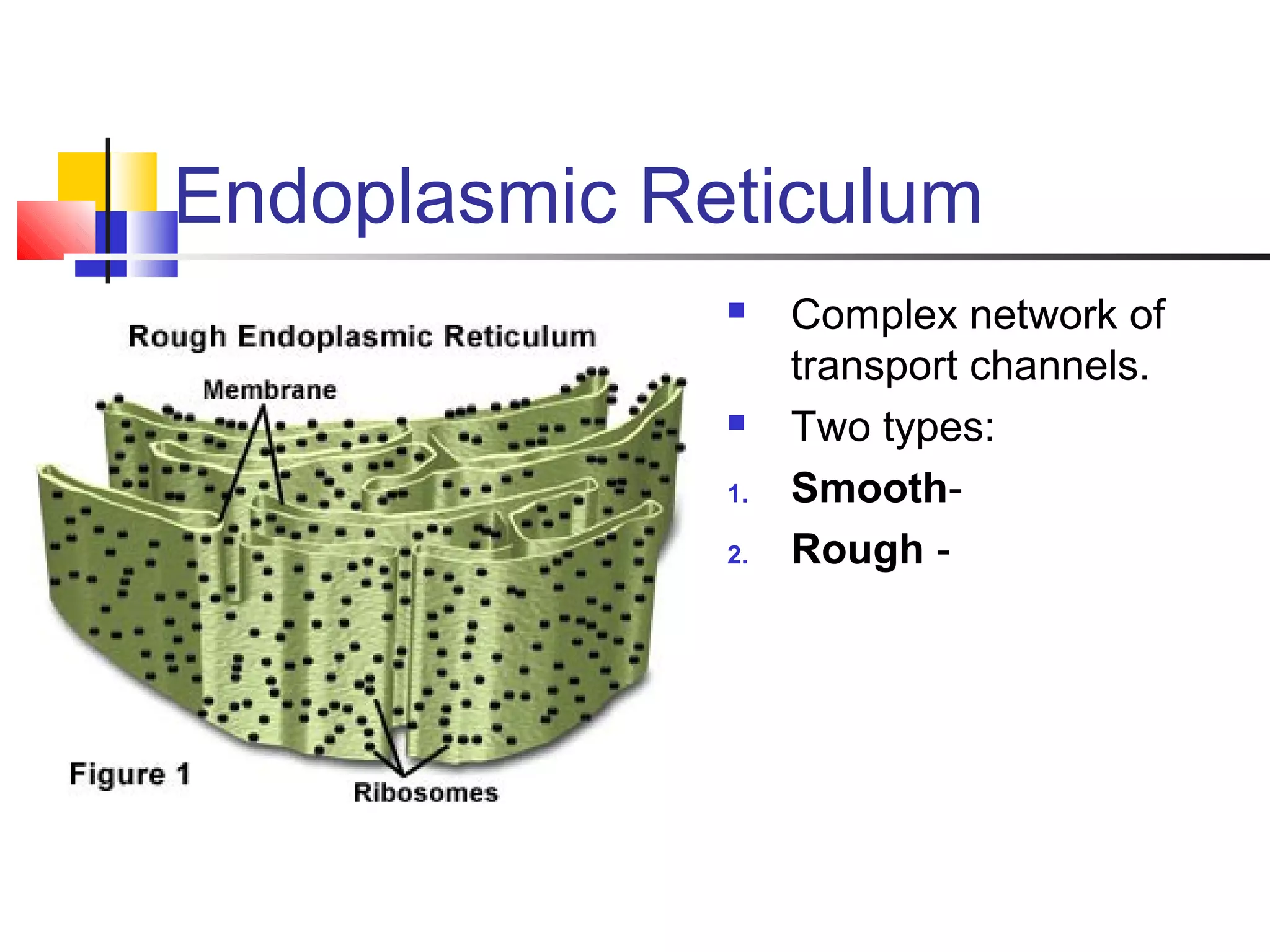 Endoplasmic Reticulum
 Complex network of
transport channels.
 Two types:
1. Smooth-
2. Rough -
 