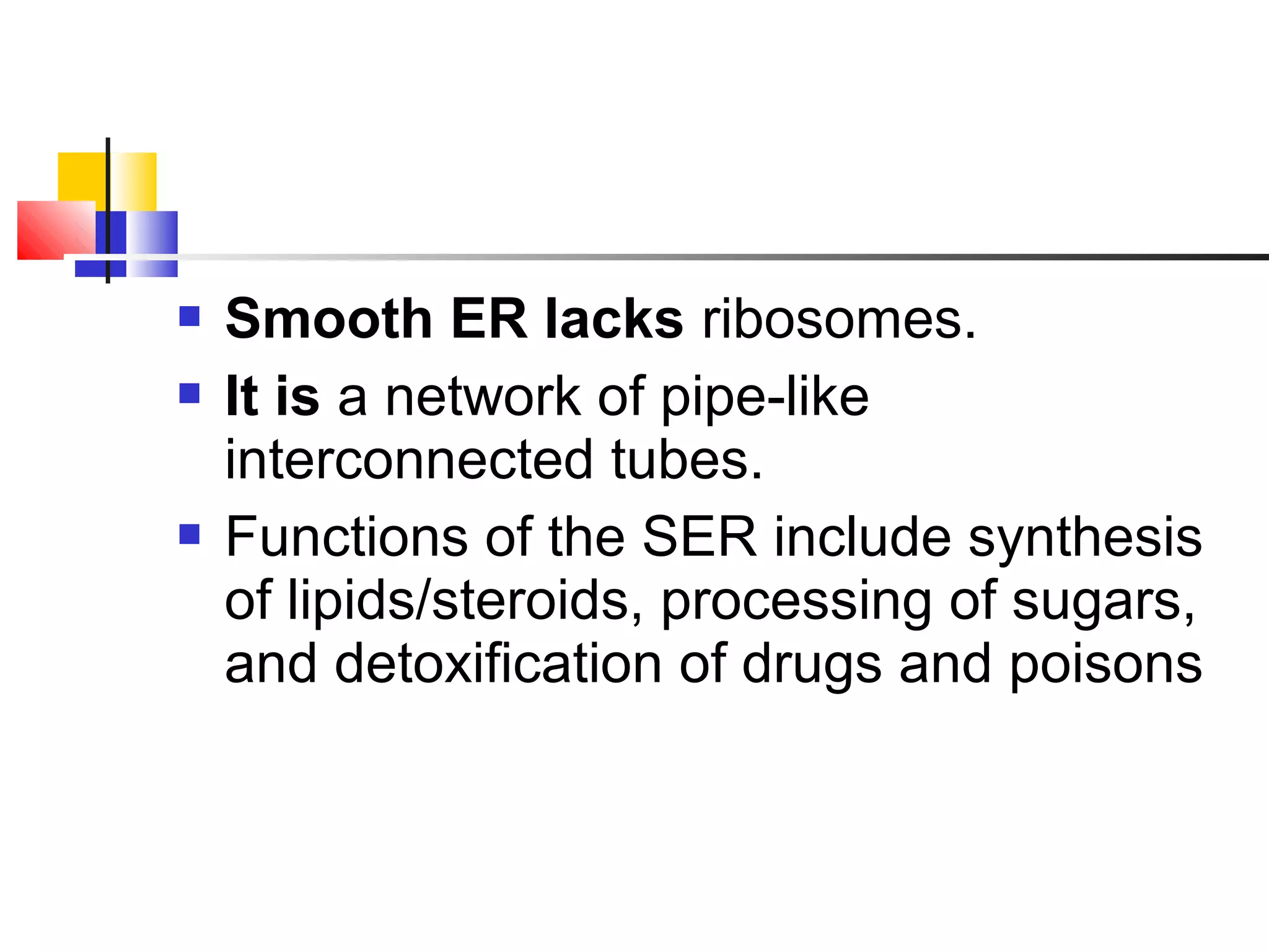  Smooth ER lacks ribosomes.
 It is a network of pipe-like
interconnected tubes.
 Functions of the SER include synthesis
of lipids/steroids, processing of sugars,
and detoxification of drugs and poisons
 