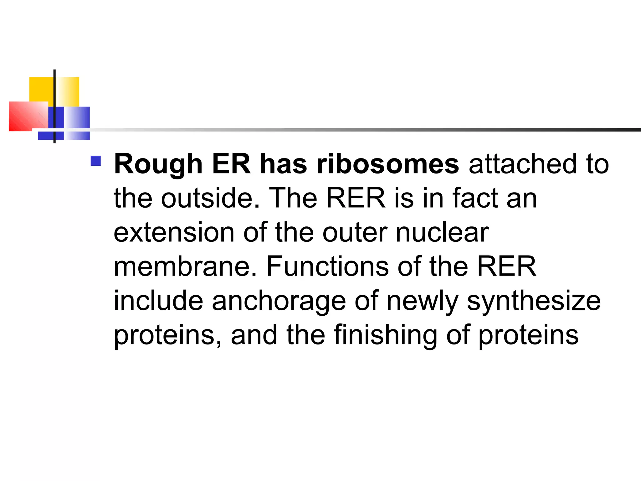  Rough ER has ribosomes attached to
the outside. The RER is in fact an
extension of the outer nuclear
membrane. Functions of the RER
include anchorage of newly synthesize
proteins, and the finishing of proteins
 