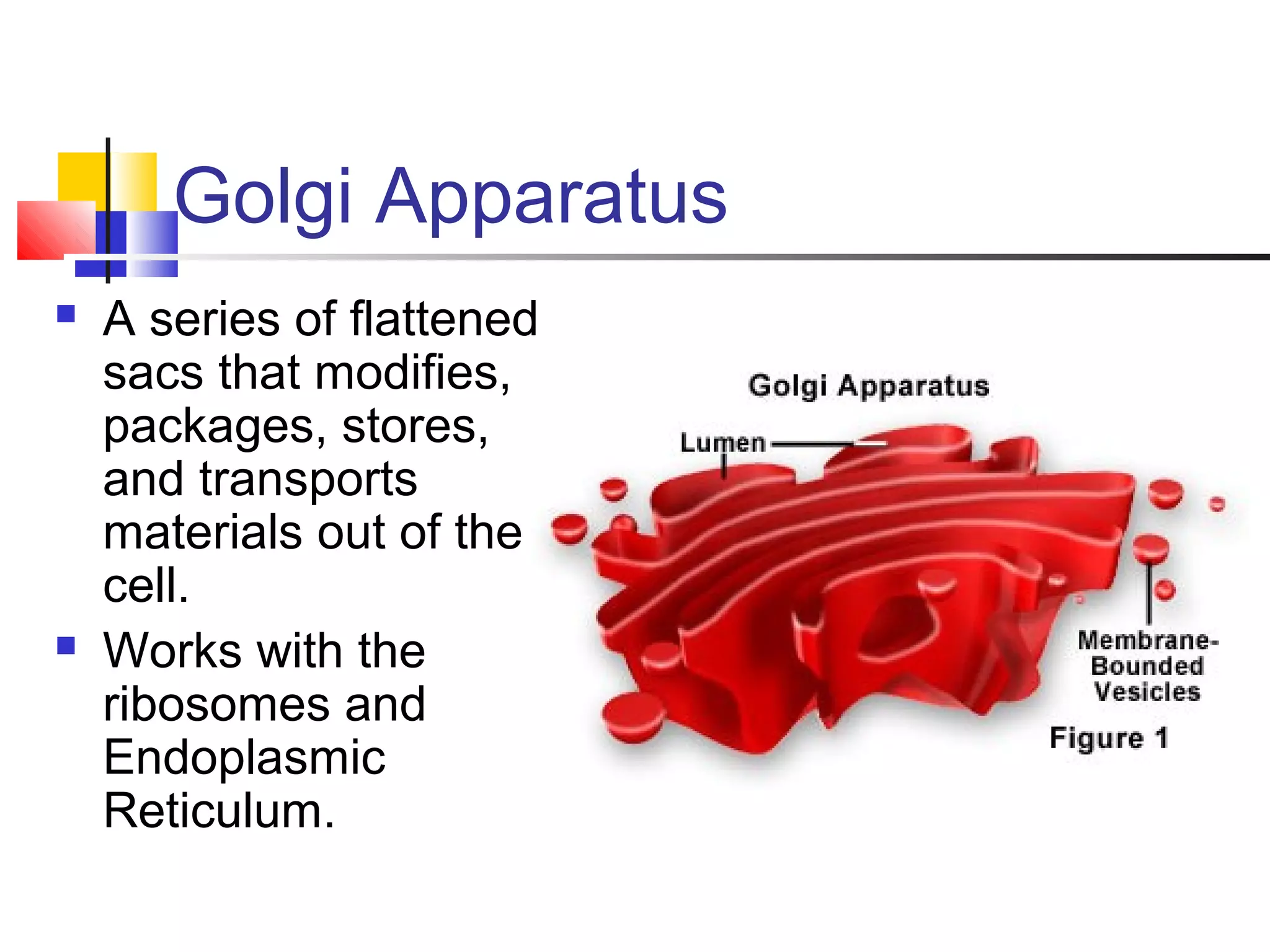 Golgi Apparatus
 A series of flattened
sacs that modifies,
packages, stores,
and transports
materials out of the
cell.
 Works with the
ribosomes and
Endoplasmic
Reticulum.
 