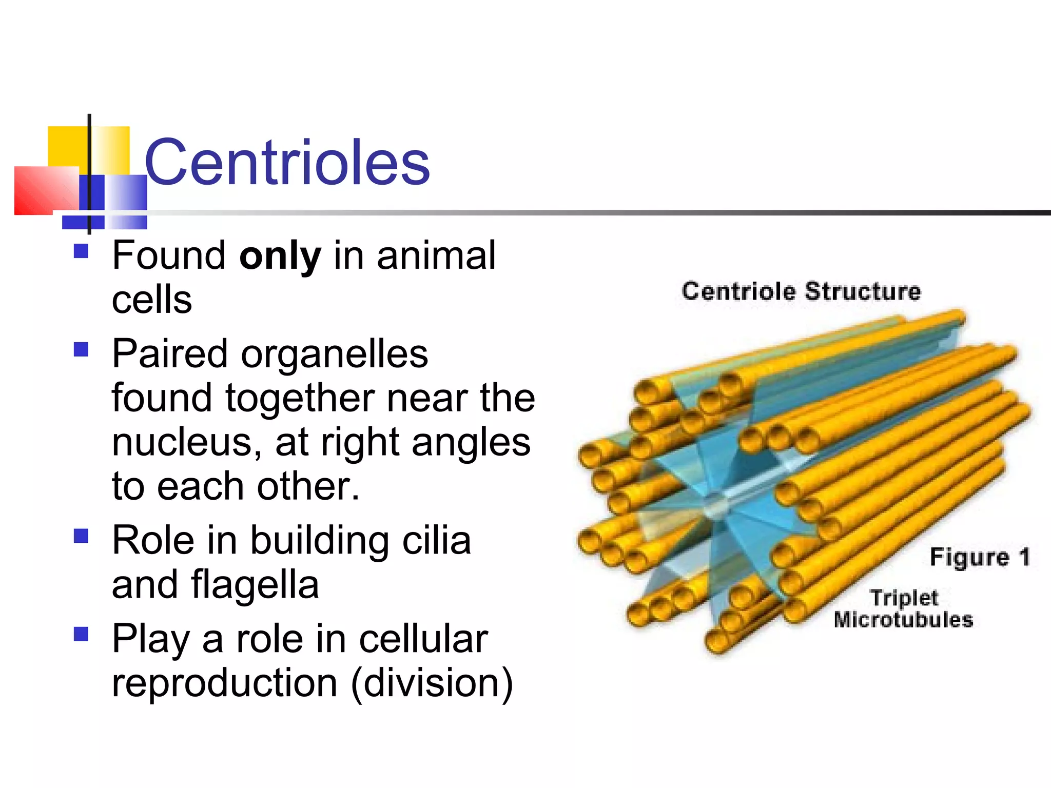 Centrioles
 Found only in animal
cells
 Paired organelles
found together near the
nucleus, at right angles
to each other.
 Role in building cilia
and flagella
 Play a role in cellular
reproduction (division)
 