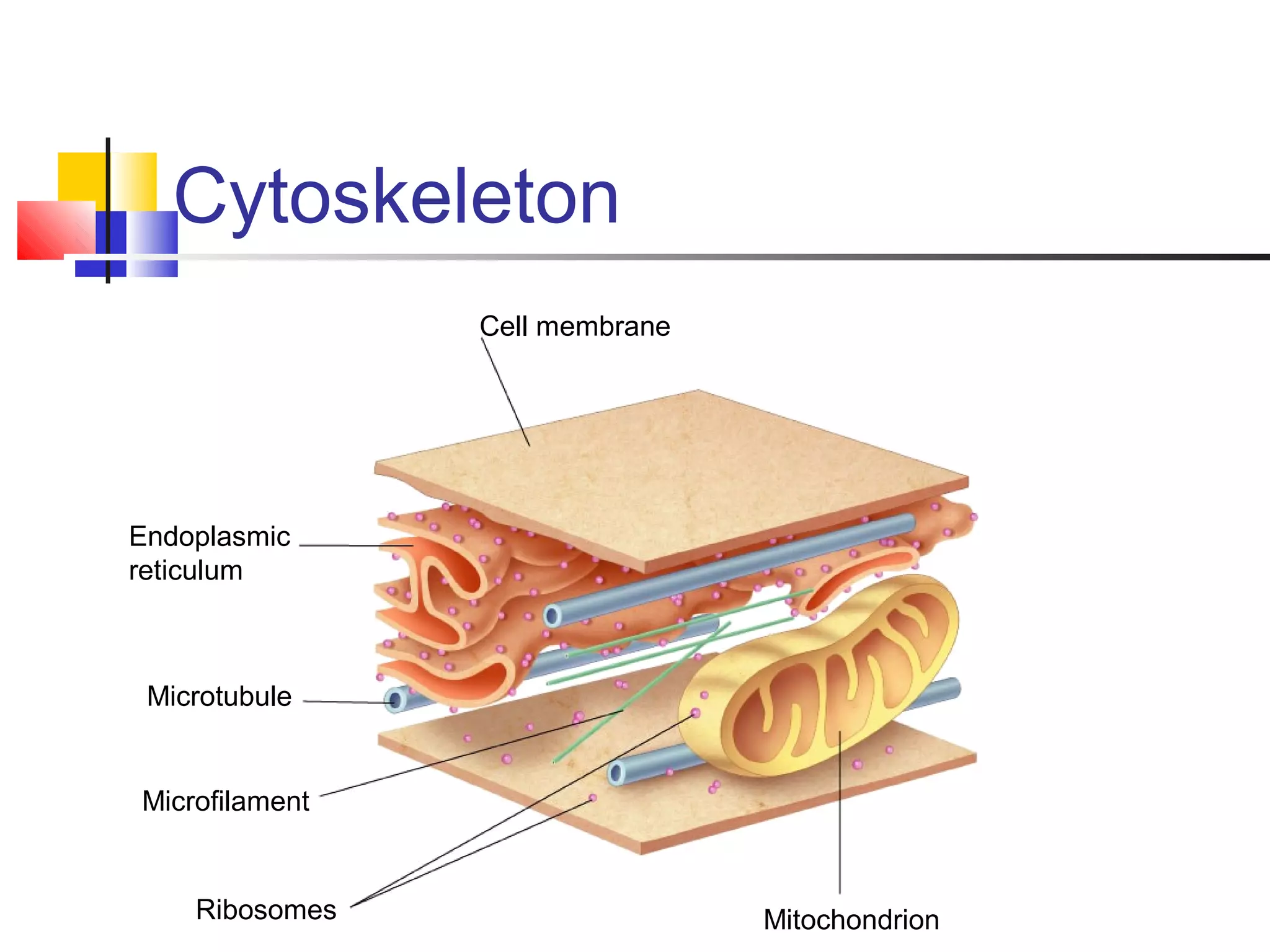 Cell membrane
Endoplasmic
reticulum
Microtubule
Microfilament
Ribosomes Mitochondrion
Cytoskeleton
 