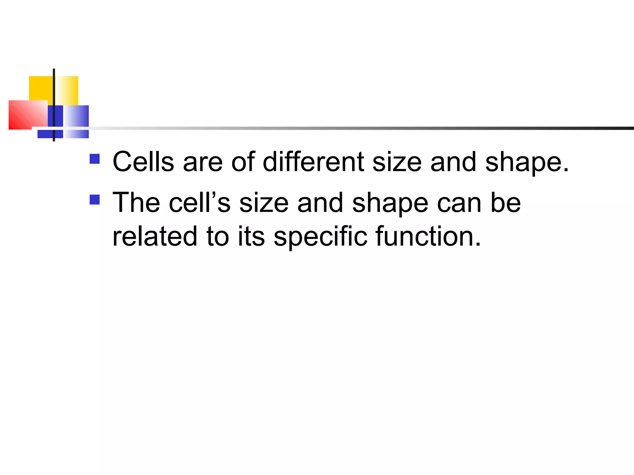  Cells are of different size and shape.
 The cell’s size and shape can be
related to its specific function.
 