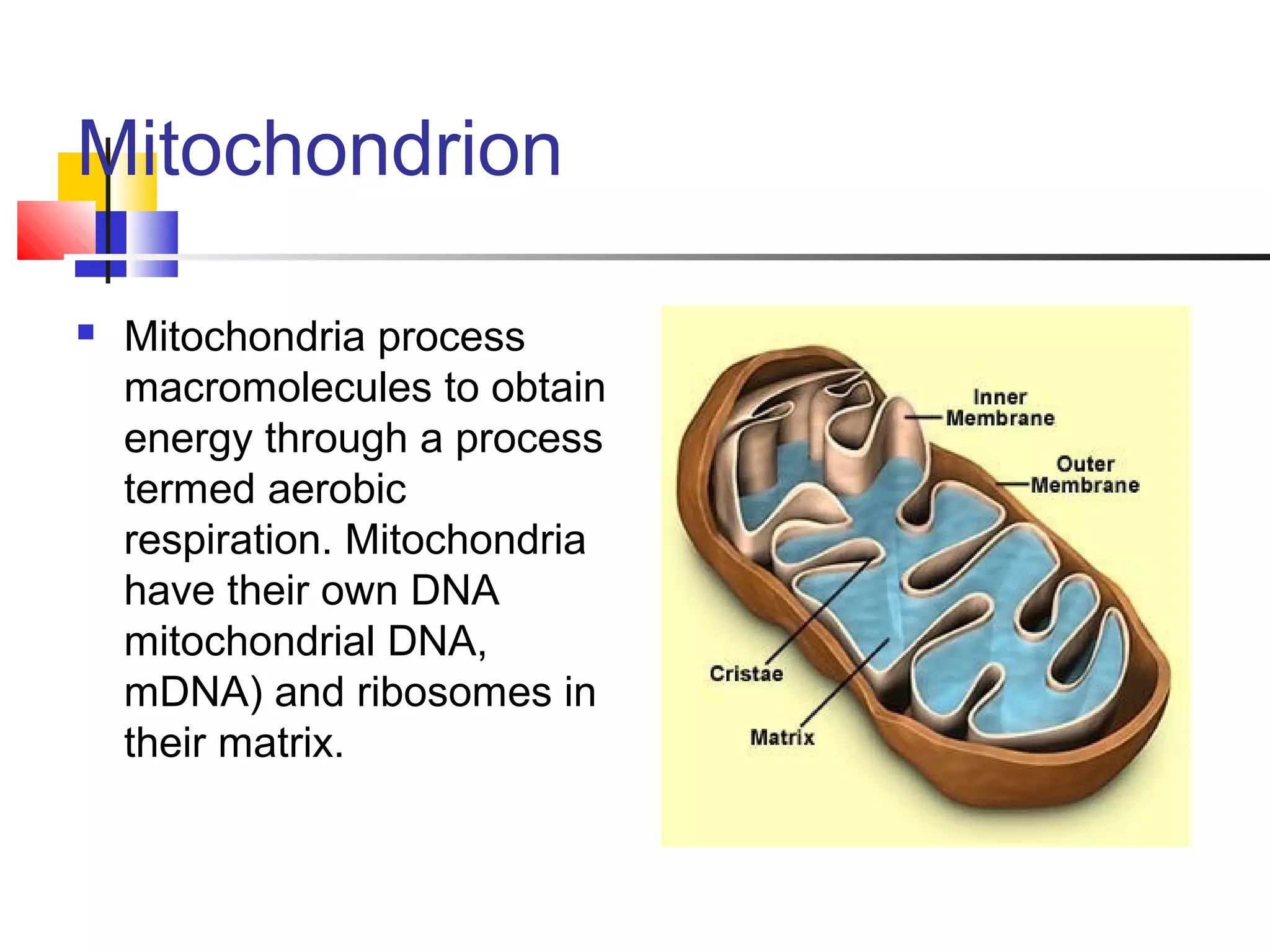 Mitochondrion
 Mitochondria process
macromolecules to obtain
energy through a process
termed aerobic
respiration. Mitochondria
have their own DNA
mitochondrial DNA,
mDNA) and ribosomes in
their matrix.
 