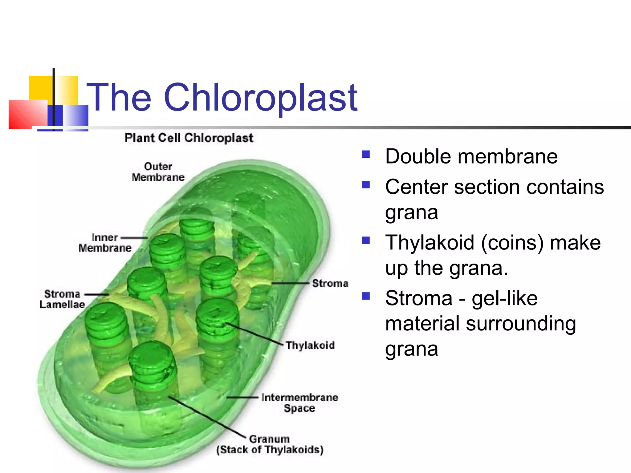 The Chloroplast
 Double membrane
 Center section contains
grana
 Thylakoid (coins) make
up the grana.
 Stroma - gel-like
material surrounding
grana
 