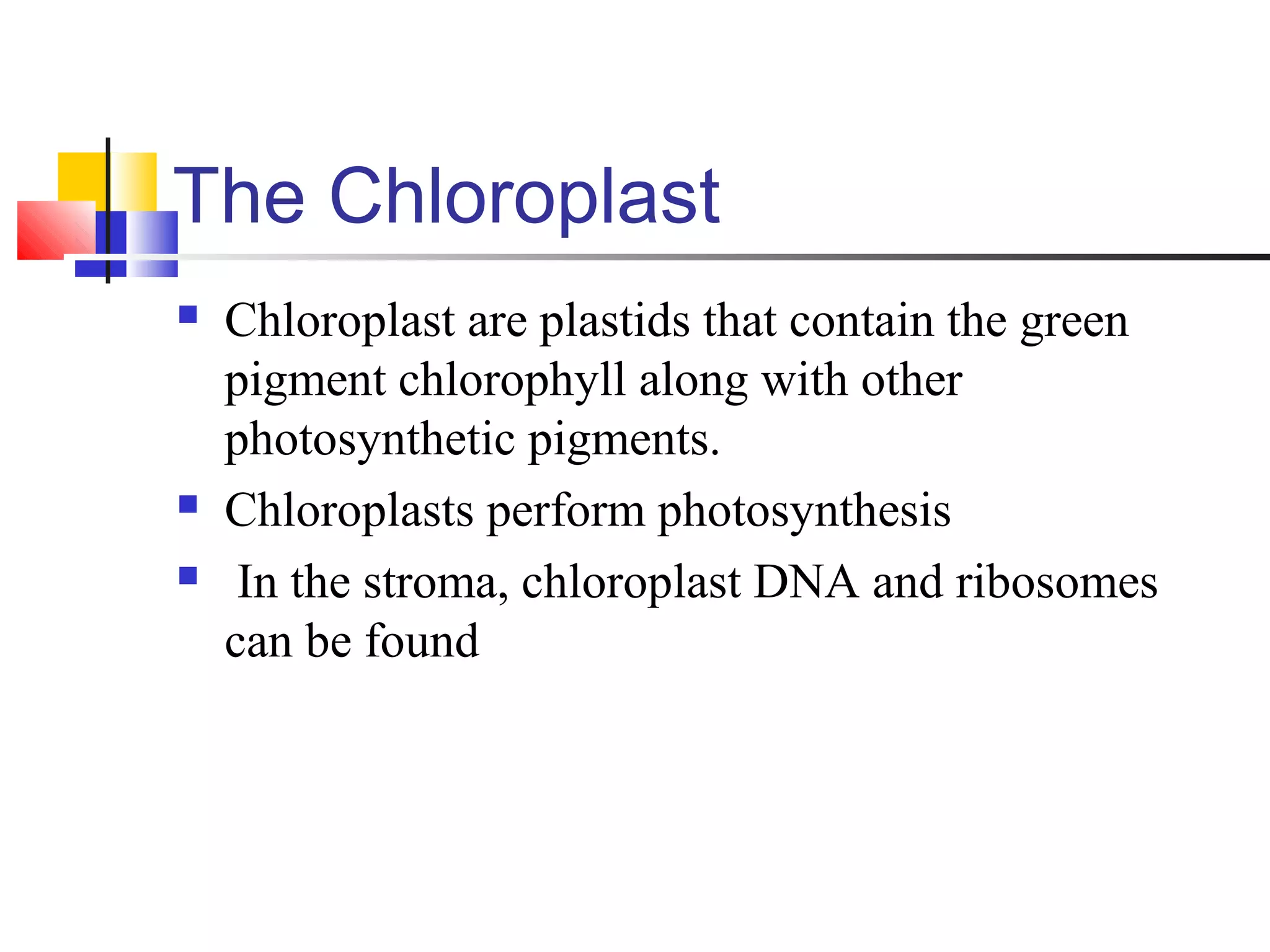 The Chloroplast
 Chloroplast are plastids that contain the green
pigment chlorophyll along with other
photosynthetic pigments.
 Chloroplasts perform photosynthesis
 In the stroma, chloroplast DNA and ribosomes
can be found
 