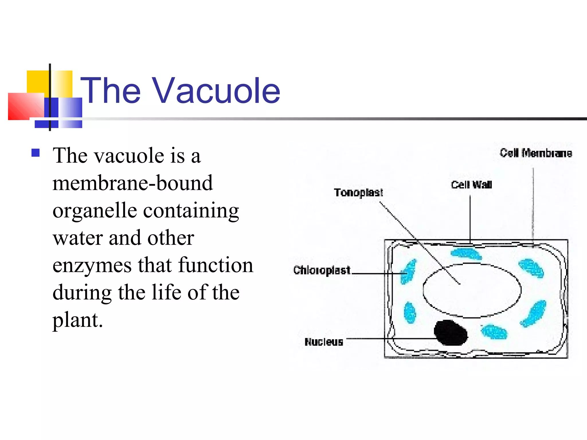 The Vacuole
 The vacuole is a
membrane-bound
organelle containing
water and other
enzymes that function
during the life of the
plant.
 
