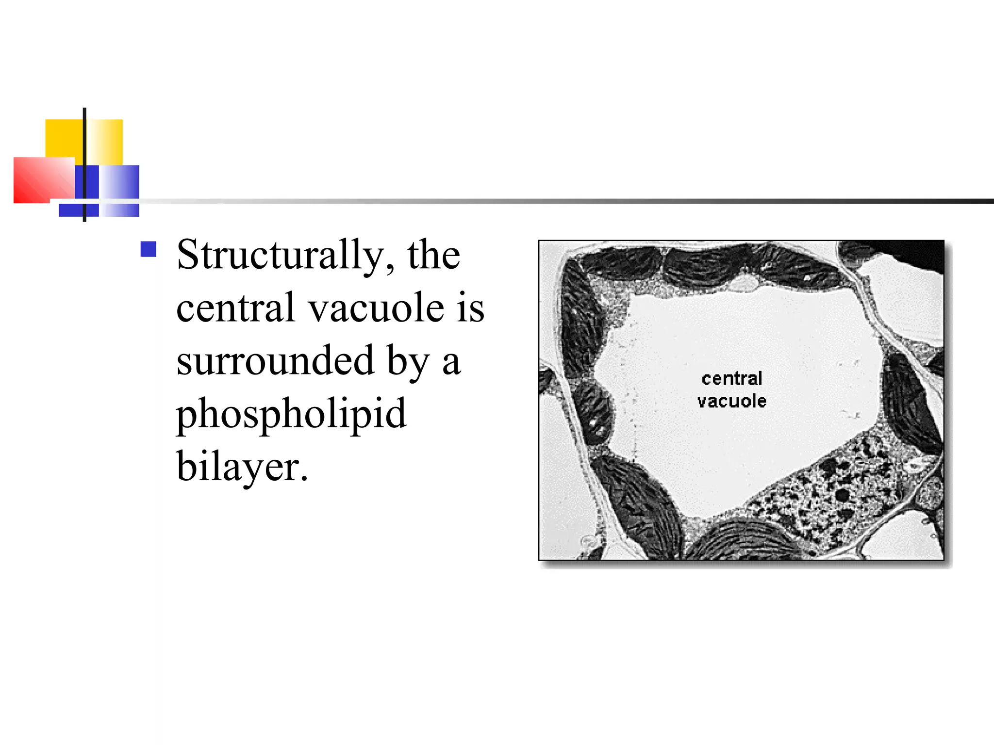 Structurally, the
central vacuole is
surrounded by a
phospholipid
bilayer.
 