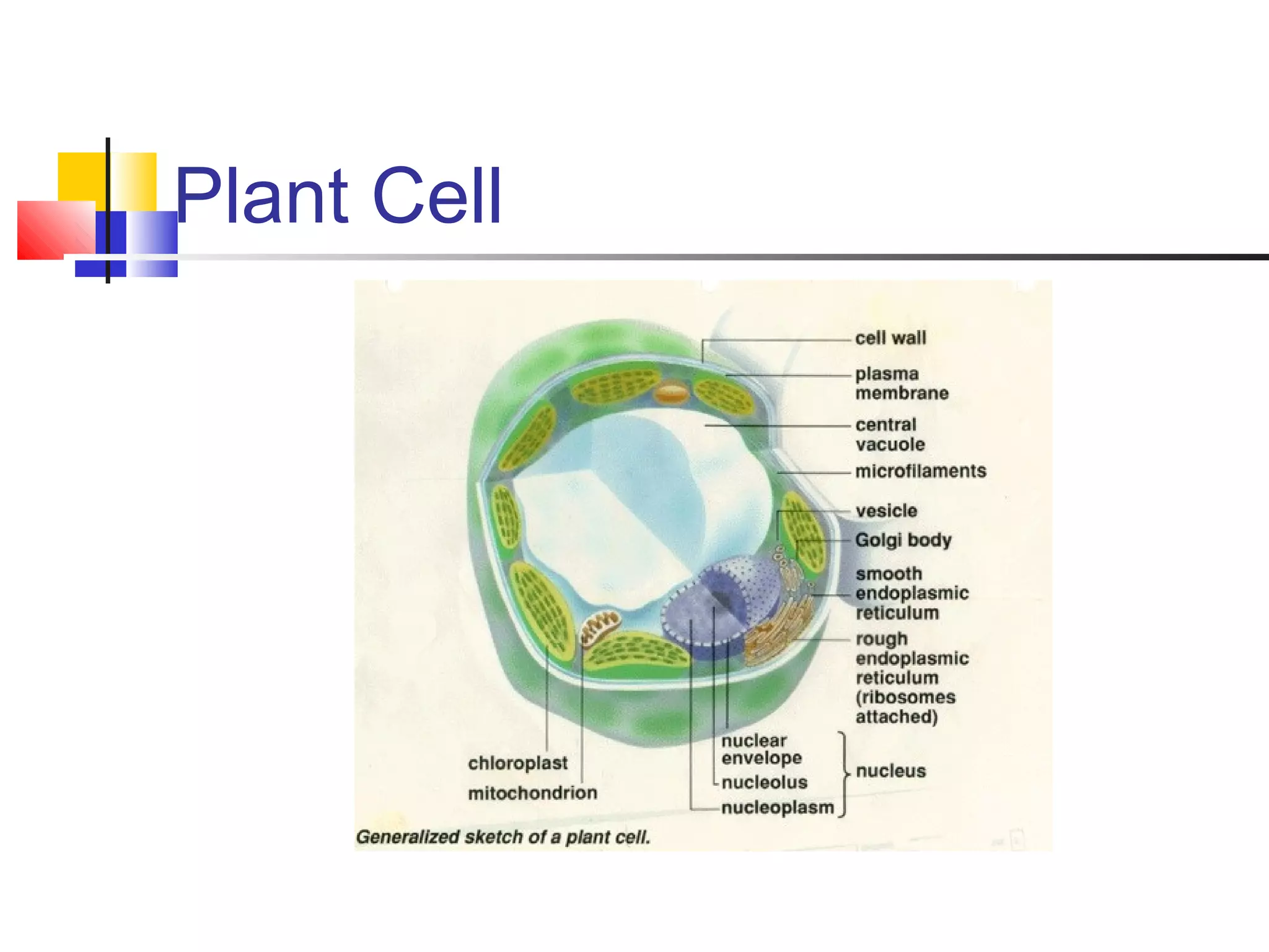 Plant Cell
 