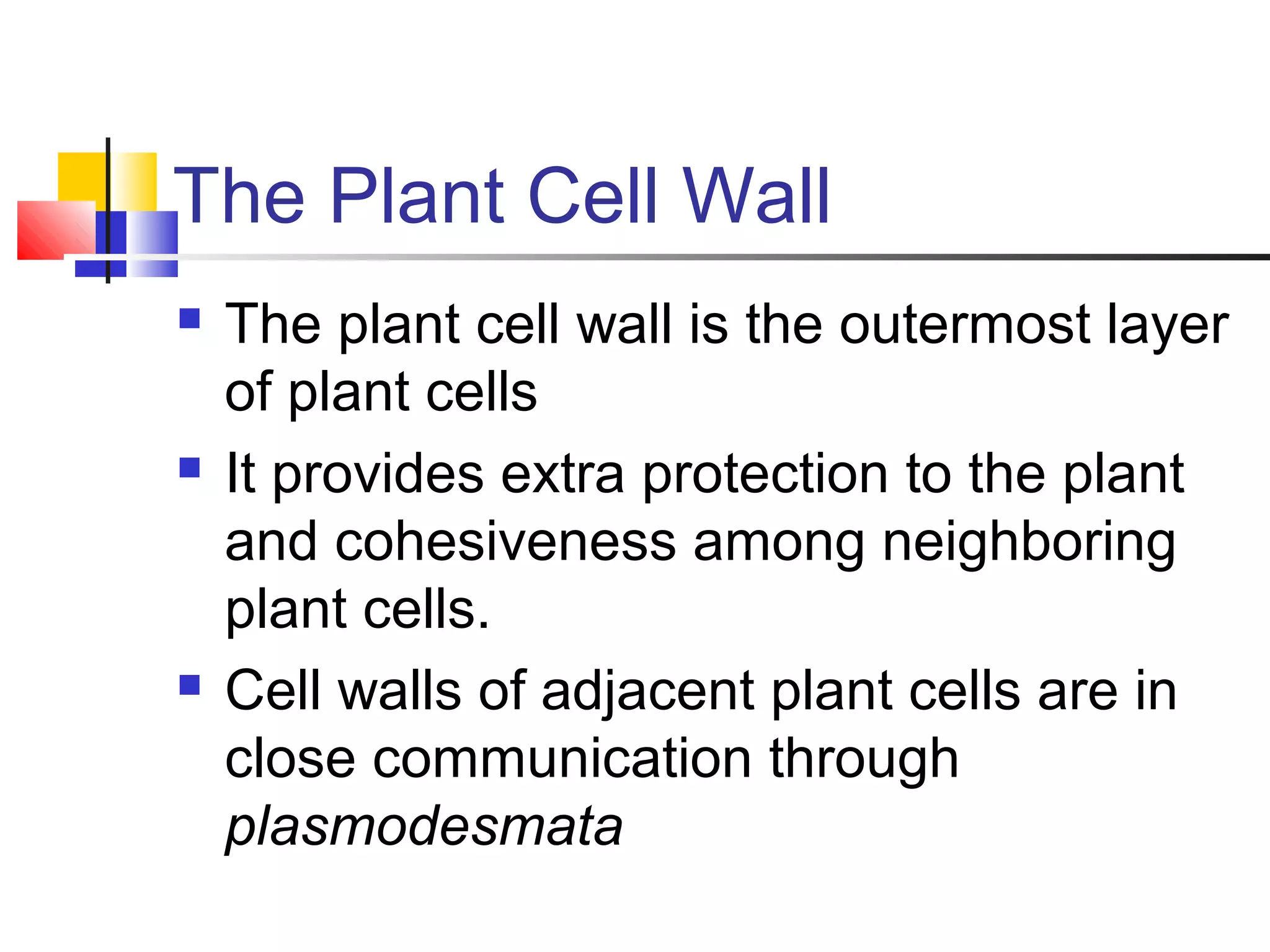 The Plant Cell Wall
 The plant cell wall is the outermost layer
of plant cells
 It provides extra protection to the plant
and cohesiveness among neighboring
plant cells.
 Cell walls of adjacent plant cells are in
close communication through
plasmodesmata
 