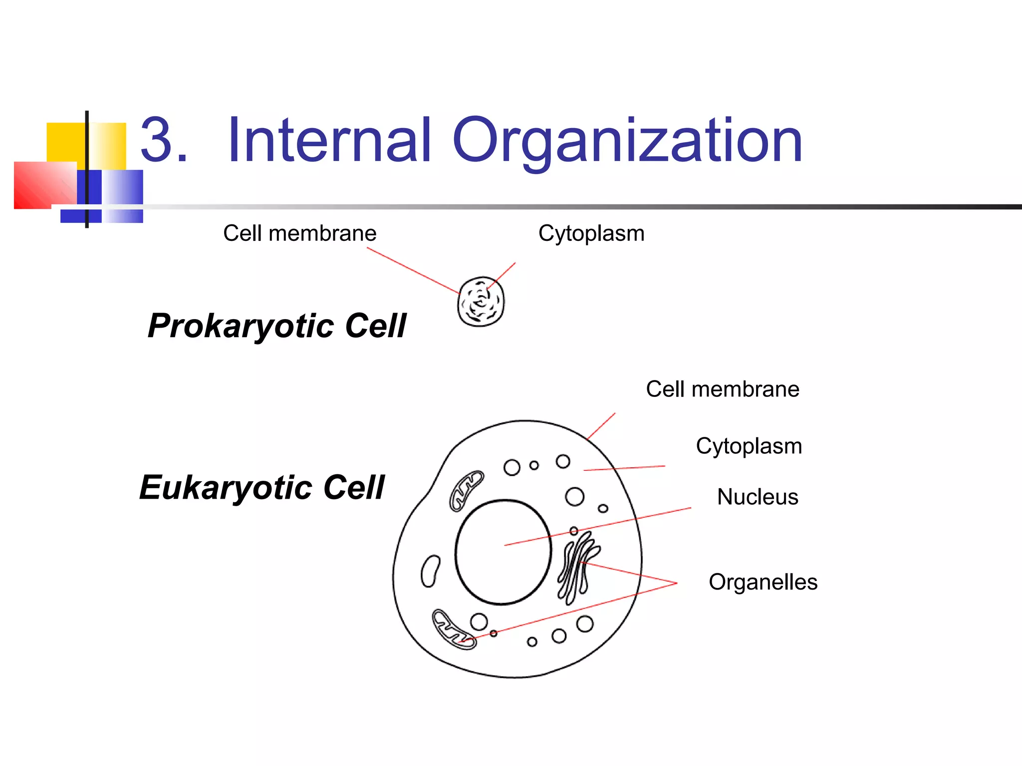 Prokaryotic Cell
Cell membrane
Cell membrane
Cytoplasm
Cytoplasm
Nucleus
Organelles
Eukaryotic Cell
3. Internal Organization
 