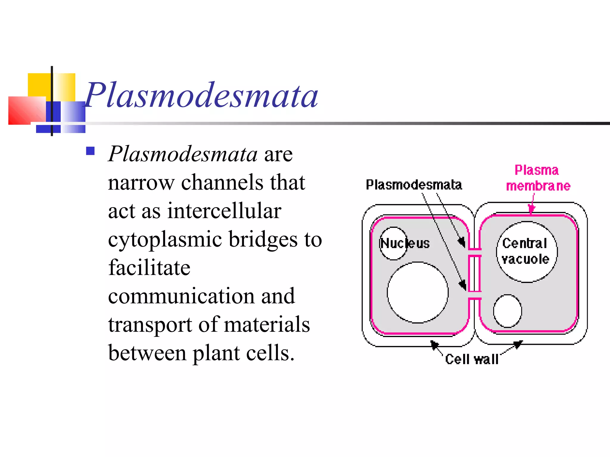 Plasmodesmata
 Plasmodesmata are
narrow channels that
act as intercellular
cytoplasmic bridges to
facilitate
communication and
transport of materials
between plant cells.
 