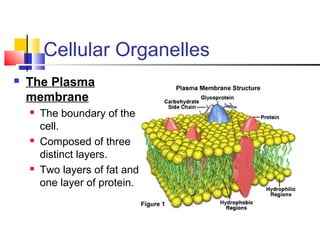 Cellular Organelles
 The Plasma
membrane
 The boundary of the
cell.
 Composed of three
distinct layers.
 Two layers of fat and
one layer of protein.
 