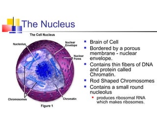 The Nucleus
 Brain of Cell
 Bordered by a porous
membrane - nuclear
envelope.
 Contains thin fibers of DNA
and protein called
Chromatin.
 Rod Shaped Chromosomes
 Contains a small round
nucleolus
 produces ribosomal RNA
which makes ribosomes.
 