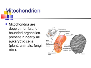 Mitochondrion
 Mitochondria are
double membrane-
bounded organelles
present in nearly all
eukaryotic cells
(plant, animals, fungi,
etc.).
 