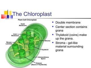 The Chloroplast
 Double membrane
 Center section contains
grana
 Thylakoid (coins) make
up the grana.
 Stroma - gel-like
material surrounding
grana
 