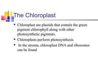 The Chloroplast
 Chloroplast are plastids that contain the green
pigment chlorophyll along with other
photosynthetic pigments.
 Chloroplasts perform photosynthesis
 In the stroma, chloroplast DNA and ribosomes
can be found
 