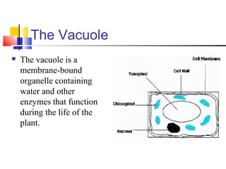 The Vacuole
 The vacuole is a
membrane-bound
organelle containing
water and other
enzymes that function
during the life of the
plant.
 