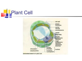 Plant Cell
 