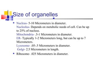 Size of organelles
 Nucleus- 5-10 Micrometers in diameter.
Nucleolus- Depends on metabolic needs of cell. Can be up
to 25% of nucleus.
Mitochondria- .5-1 Micrometers in diameter.
ER- Typically 1-2 Micrometers long, but can be up to 7
Micrometers.
Lysosome- .05-.5 Micrometers in diameter.
Golgi- 2.5 Micrometers in length.
 Ribosome- .025 Micrometers in diameter.

 