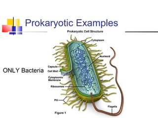 Prokaryotic Examples
ONLY Bacteria
 