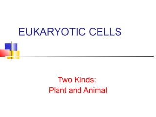 EUKARYOTIC CELLS
Two Kinds:
Plant and Animal
 