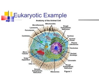 Eukaryotic Example
 