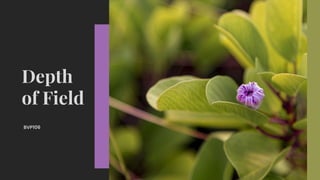 Basics of Photography Lessons - DEPTH OF FIELD | PDF