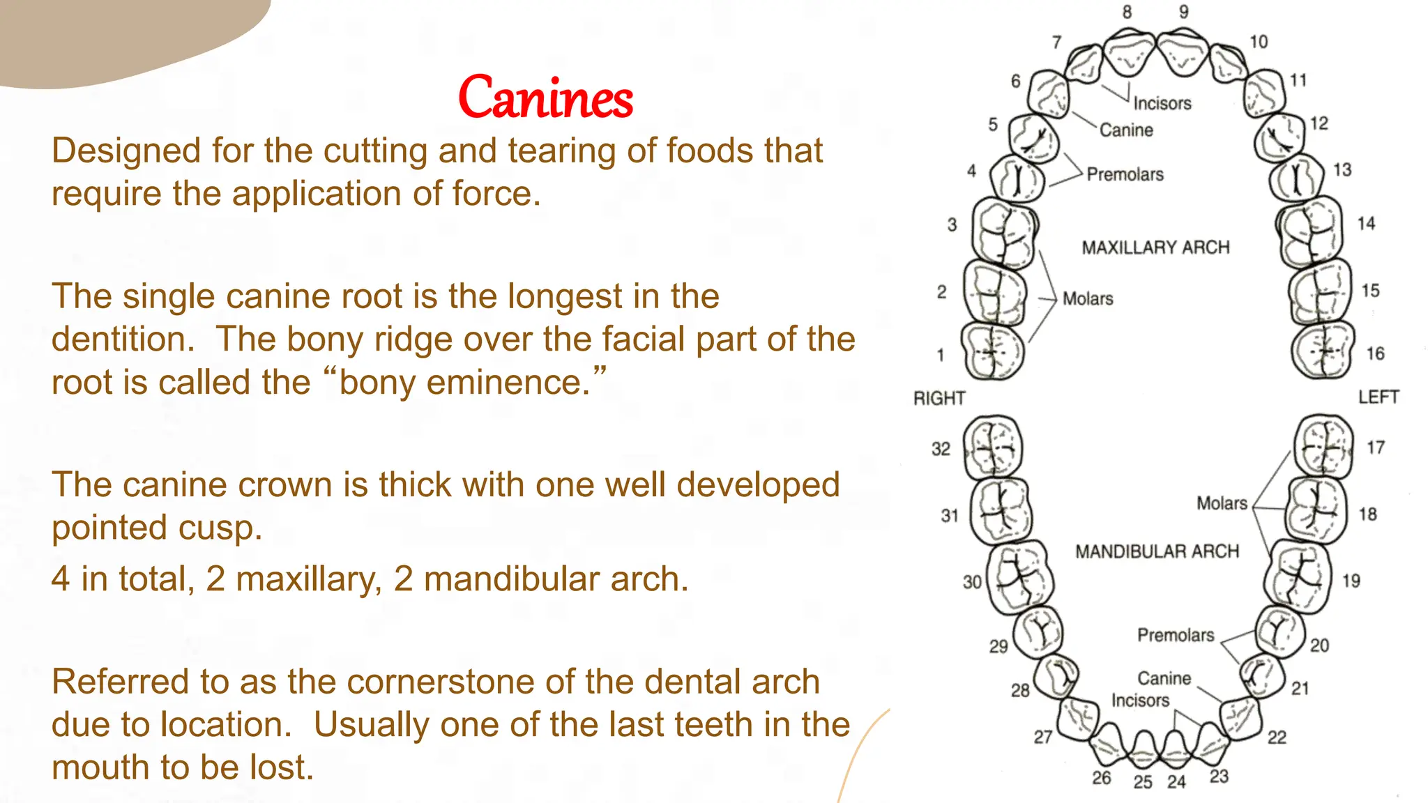 Tearing Rigde Introduction to ( Dental Terminology).pptx