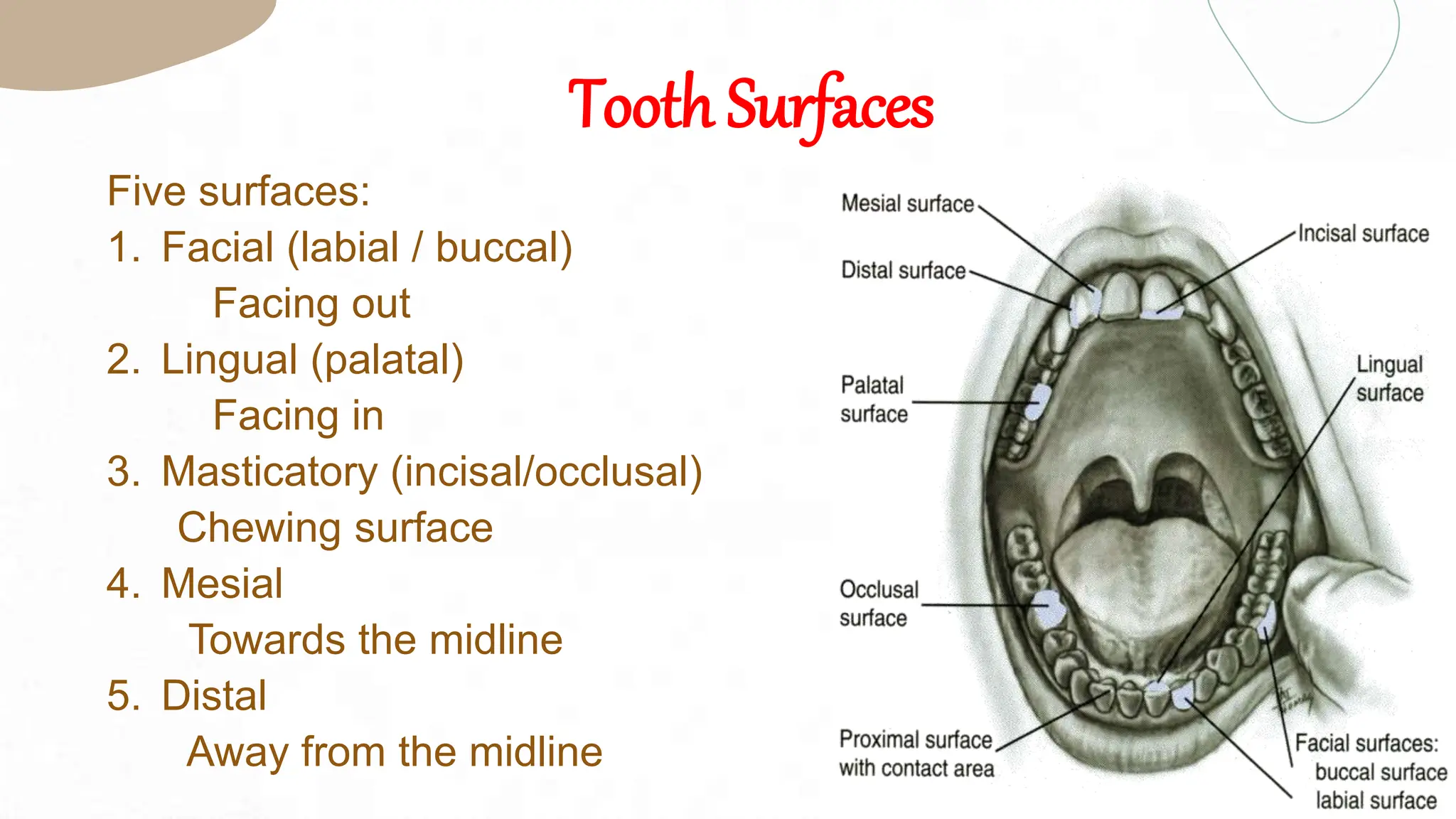 Introduction to ( Dental Terminology).pptx
