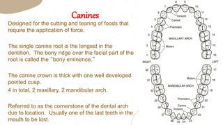 Introduction to ( Dental Terminology).pptx