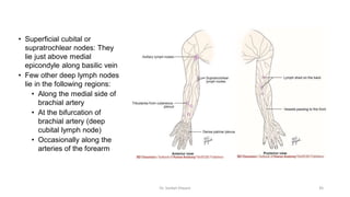 Supratrochlear Node Function Introduction & development of upper limb, fascia, veins and dermatomes.pdf