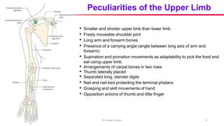 Introduction & development of upper limb, fascia, veins and dermatomes.pdf