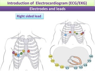 Right sided lead
Electrodes and leads
Introduction of Electrocardiogram (ECG/EKG)
 