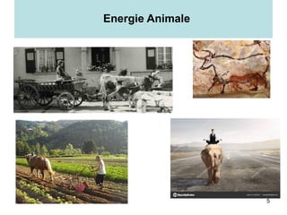 5
Energie Animale
 