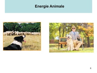 6
Energie Animale
 