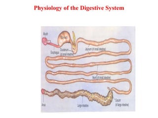 Physiology of the Digestive System
 