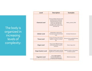 The body is
organized in
increasing
levels of
complexity:
Examples
Description
Level
Water, proteins, DNA
Atoms (smallest chemical units)
combine to form molecules.
Essential elements include
Carbon (C), Hydrogen (H),
Oxygen (O), Nitrogen (N),
Phosphorus (P), Calcium (Ca),
and Sulfur (S).
Chemical Level
Amoeba, Paramecium
Independent, single cells or
loose groups of uncoordinated
cells.
Cellular Level
Nervous tissue, epithelial tissue,
muscle tissue
Groups of similar cells working
together to perform a shared
job.
Tissue Level
Heart, lungs, brain
Two or more different tissues
combined to perform specific
functions.
Organ Level
Digestive system, renal system,
circulatory system
Multiple related organs working
together for a common purpose.
Organ System Level
Whole human body
All 11 organ systems
functioning together as a
complete living individual.
Organism Level
PAWAN KUMAR SAHU LECTURER AT RUDAULI COLLEGE OF PHARMACY
 