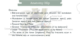 Ball-and-socket type of diathrodial joint between the acetabulum
and femoral head
Acetabulum is formed from the ischium (posterior apect), pubis
(anterior aspect) and ilium (superior aspect)
Femoral Neck and Head
Greater Trochanter (Muscular attachments of hip abductors)
Lesser Trochanter (Muscular attachments of hip flexor)
The areas of the femur (thighbone). Most hip fractures occur in
the femoral neck or intertrochanteric area.
Overview
Anatomy Hip
 